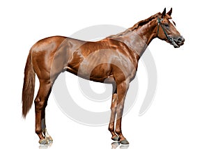 The red thoroughbred racehorse standing isolated on white background.