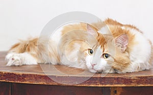 Red thoughtful cat is on the table
