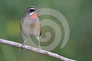 red throat bird with sharp eyes perching on straight wooden branch over green background in nature, male of siberian