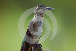 Red Throat Hummingbird background