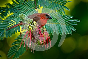 Red-throated Ant-Tanager, Habia fuscicauda, red bird in the nature habitat. Tanager sitting on the green palm tree. Birdwatching i photo