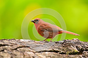 Red-throated Ant-Tanager, Habia fuscicauda, red bird in the nature habitat. Tanager sitting on the green palm tree. Birdwatching i photo