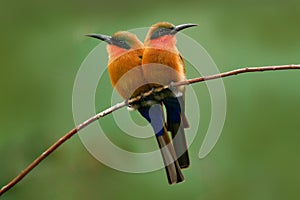 Red-throated bee-eater, Merops bulocki, Benin, Cameroon, Congo, Ethiopia, Gambia, Ghana. Detail of pair exotic orange and red afri photo