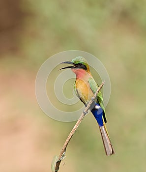 Red-throated Bee-eater near Simenti