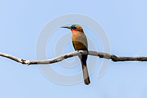 Red-throated Bee-eater perching on a branch