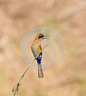 Red-throated Bee-eater in Senegal