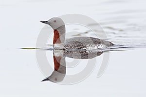 Red-throated diver photo