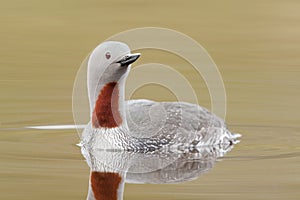 Red-throated diver photo