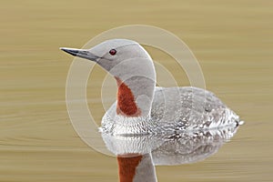 Red-throated diver photo