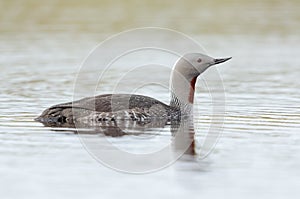 Red-throated diver photo