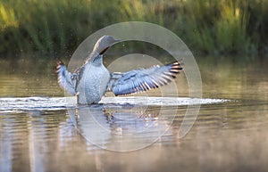 Red throated diver