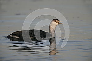 Red-throated diver, Gavia stellata