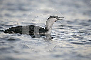 Red-throated diver, Gavia stellata