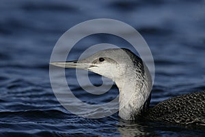 Red-throated diver, Gavia stellata