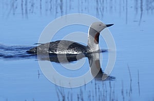 Red-throated diver, Gavia stellata