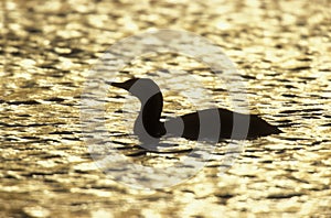 Red-throated diver, Gavia stellata