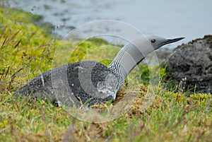 Red-throated Diver Gavia stellata in south of Iceland