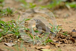 Red-throated flycatcher