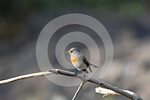 Red-throated flycatcher or Ficedula parva