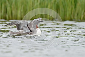 The red-throated loon photo