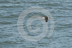 Red-throated Loon in flight above sea