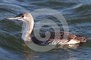 Red-throated Loon (Gavia stellata)