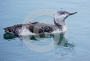 Red-throated Loon Molting into Winter Plumage photo
