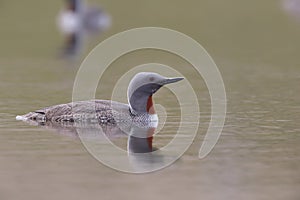 red-throated loon (North America) or red-throated diver (Britain and Ireland) Iceland