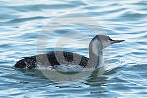 Red-throated Loon swimming in sea