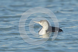 Red-throated Loon swimming in sea