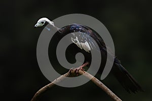 Red-throated Piping Guan