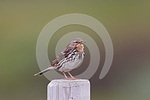 Red-throated pipit (Anthus cervinus) close-up