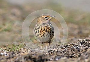 A red-throated pipit Anthus cervinus female