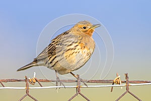 Red-throated pipit migratory bird photo
