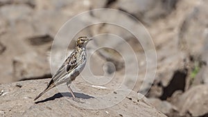 Red-throated Pipit on Rock