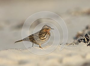 Red-throated Pipit, Roodkeelpieper, Anthus cervinus