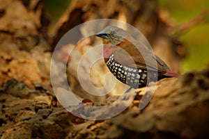 Red-throated Twinspot - Hypargos niveoguttatus common species of bird found in sub-saharan Africa, red bird with brown wings and