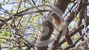 Red-throated Wryneck on Branch of Tree photo