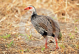 Red-throted francolin in Gorongosa National Park