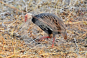 Red-throted francolin in Gorongosa National Park