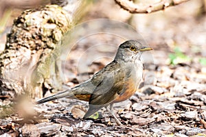 Red Thrush Turdus Rufiventris standing among vegetation and on dry leaves