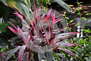 Red TI or Good Luck Plant - Cordyline Fruticosa