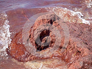 Red tide aka algal bloom collecting on rock. Phytoplankton in the Mediterranean sea off the Italian coast. Here - north