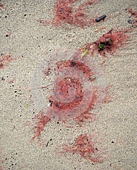 Red tide aka algal bloom, phytoplankton washed up on a sandy beach.