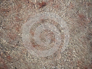 Red tide aka algal bloom washed up on beach, detail. Mediterranean sea off the Italian coast.