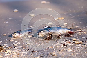 Red tide causes fish to wash up dead