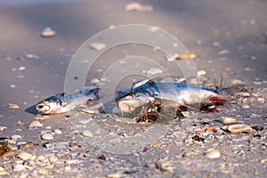 Red tide causes fish to wash up dead photo