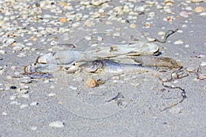 Red Tide Dead Fish On The Beach
