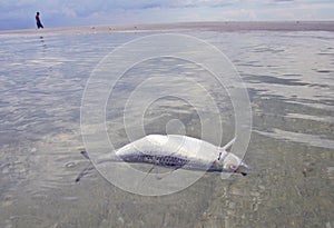 Red Tide Fish Kill