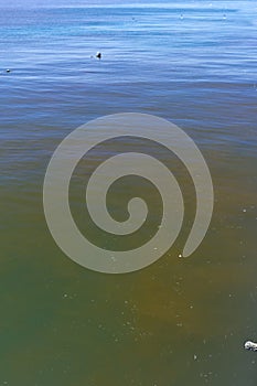 Red tide in ocean water photo